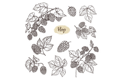 Hop plant branch with leaves and lump of hops in engraving style. Beer