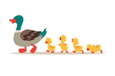 Mother duck and ducklings. Cute baby ducks walking in row. Cartoon vec