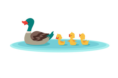 Mother duck and little ducks in water. Ducklings swimming in row. Cart