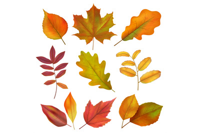 Autumn leaves. Realistic yellow and red fall leaf. Isolates vector set