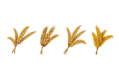 Realistic wheat. Ears and grains of organic rye spike and oat, farming