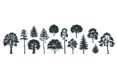 Trees silhouettes. Forest and park pines firs and spruces&2C; coniferous