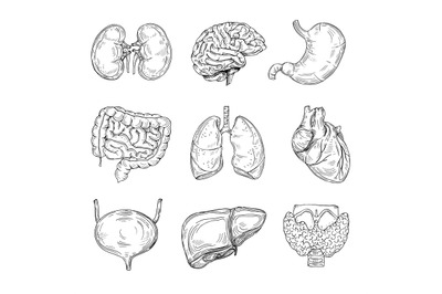 Human inner organs. Hand drawn brain&2C; heart and kidneys&2C; stomach and b