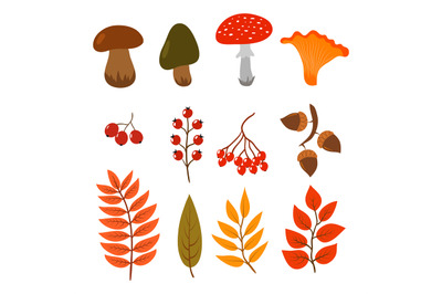 Autumn leaves, mushrooms and berries isolated on white background. Ill