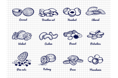 Nuts sketch. Hand drawn popular nuts vector set