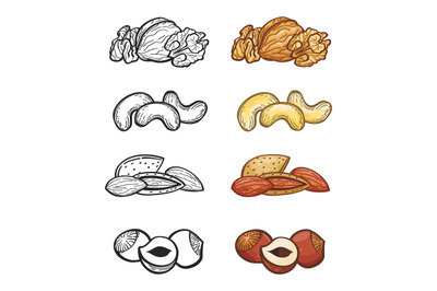 Sketch nut set. Illustration of group of nuts