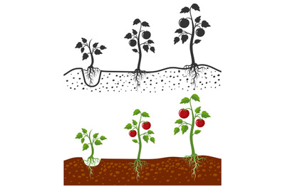 Tomato plant with roots vector growing stages - cartoon style and silh