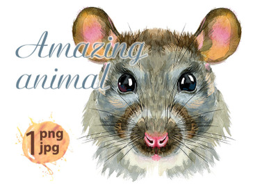 Watercolor portrait of wild gray rat