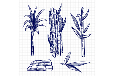 Hand drawn sugar cane set vector illustration