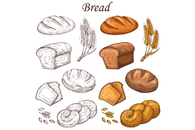 Line and colored bakery vector elements. Loaf of breads isolated on wh