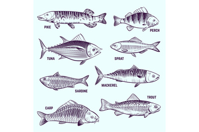 Hand drawn fishes. Restaurant menu seafood, salmon, tuna and mackerel