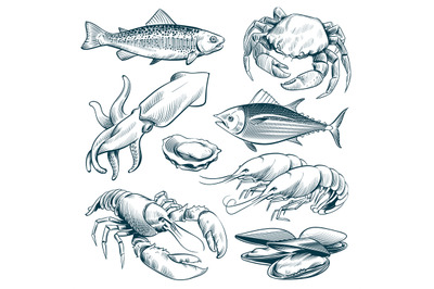 Sketch seafood. Lobster shellfish fish shrimp. Hand drawn seafoods mea