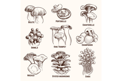 Sketch mushrooms. Autumn edible mushroom healthy food vintage engraved