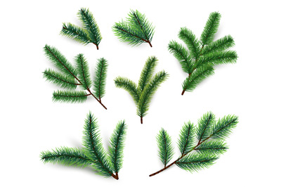 Fir branches. Christmas tree branching isolated. 3d realistic conifer