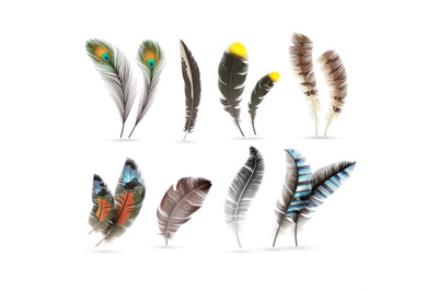 Realistic bird feathers. Detailed colorful feather of different birds.