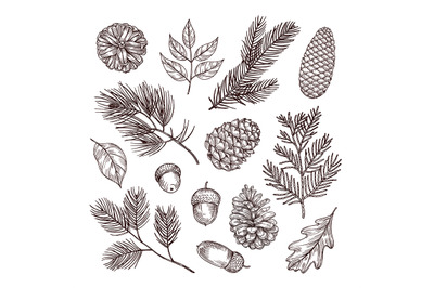 Sketch fir branches. Acorns and pine cones. Christmas, winter and autu