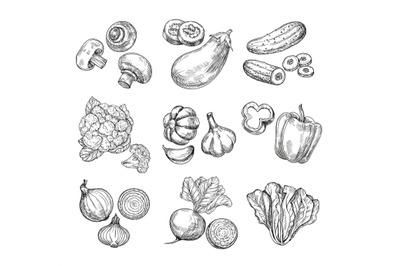 Hand drawn vegetables. Garden cauliflower, pepper and eggplant, champi