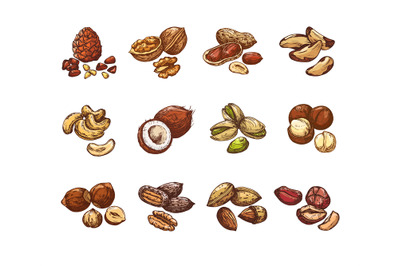 Cartoon nuts and seeds. Hazelnut and coconut, beans and peanut. Isolat