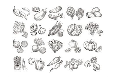 Sketch vegetables. Vintage hand drawn garden vegetable collection. Car