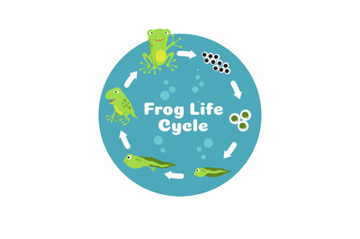 Frog life cycle. From eggs to tadpole and adult frog. Kids biology edu