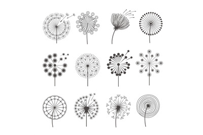 Dandelion icon. Botanical pictures flowers silhouettes herbal black pi