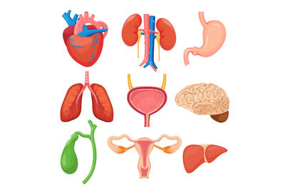 Human organs. Heart kidneys lungs liver stomach anathomy cartoon vecto