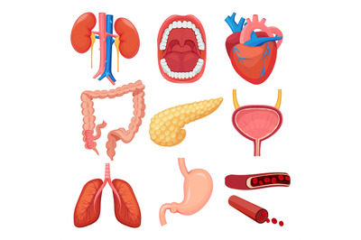 Human organs collection. Brain liver lung stomach muscle vector medica