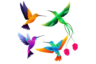 Hummingbirds collection. Exotic tropical little birds flying vector ca