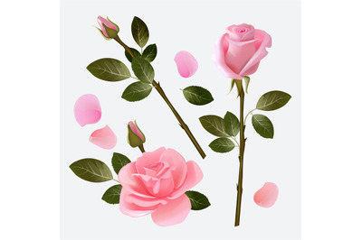 Rose collection. Beautiful plant pink and red bud rose love symbol vec