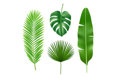 Tropical leaves. Jungle green plant nature realistic vector element