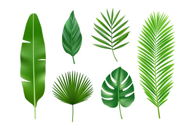 Tropical plants. Exotic eco nature green leaves vector realistic colle