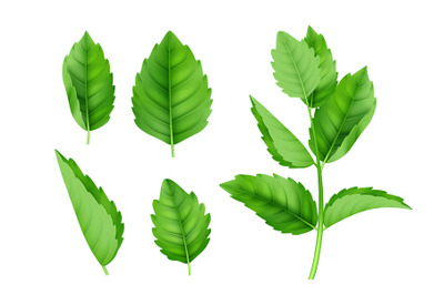 Mint leaves. Menthol spearmint fresh smell nature product vector reali