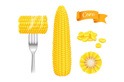 Corn realistic. Harvest fresh cut grains eating corn vector template