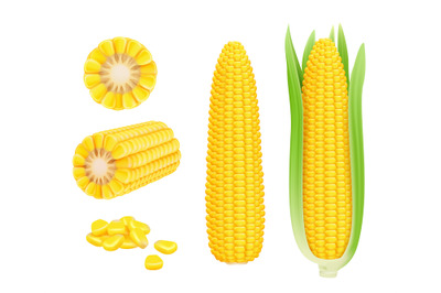 Corn cob realistic. Yellow canned fresh corn vegetables harvest sweetc