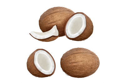 Coconut realistic. Tropical closeup nature fruit from fresh palm vecto