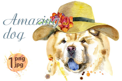 Watercolor portrait of chow-chow dog with a wide-brimmed summer hat