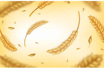 Realistic wheat background. Agricultural harvest ears and grains, orga