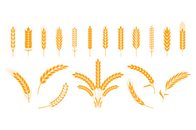 Wheat and rye ears. Barley rice grains and elements for bear logo or o