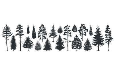 Pine tree silhouettes. Evergreen forest firs and spruces black shapes&2C;