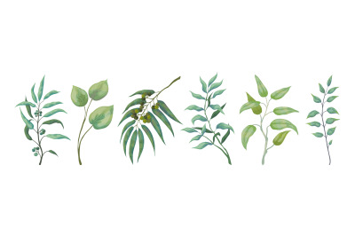 Eucalyptus plants. Greenery nature branches and foliage for scrapbook