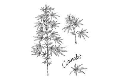 Hand drawn cannabis. Linear sketch of marijuana branch leaves and cone