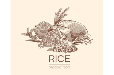 Sketch rice background. Agricultural plant, vintage hand drawn organic