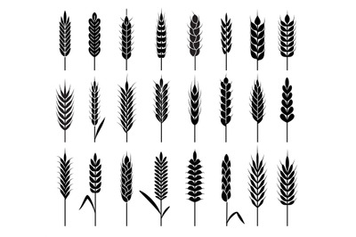 Wheat ears icons. Organic agriculture cereals harvest. Stalk grain ric