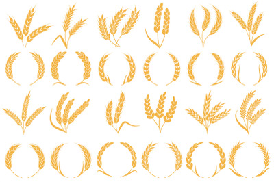 Wheat or barley ears. Golden grains harvest, stalk grain wheat, corn o