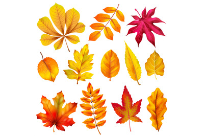 Realistic autumn leaves. Fall orange wood foliage of chestnut and mapl