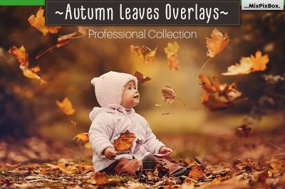 50 Autumn Leaves Overlays