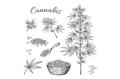 Hand drawn cannabis. Hemp plant with seeds leaves and cons, vintage li