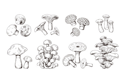 Hand drawn mushrooms. Vintage sketch of shiitake champignon fungus cha