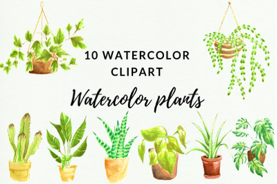 10 Indoor Watercolor Plants