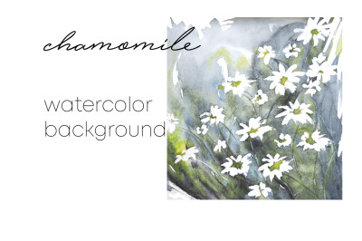 chamomile watercolor background